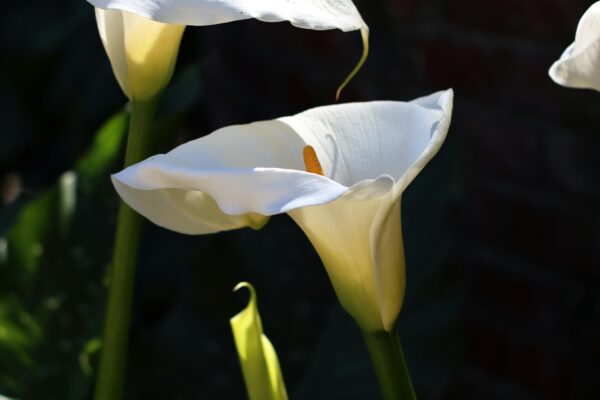 pexels ameliacui 21372202